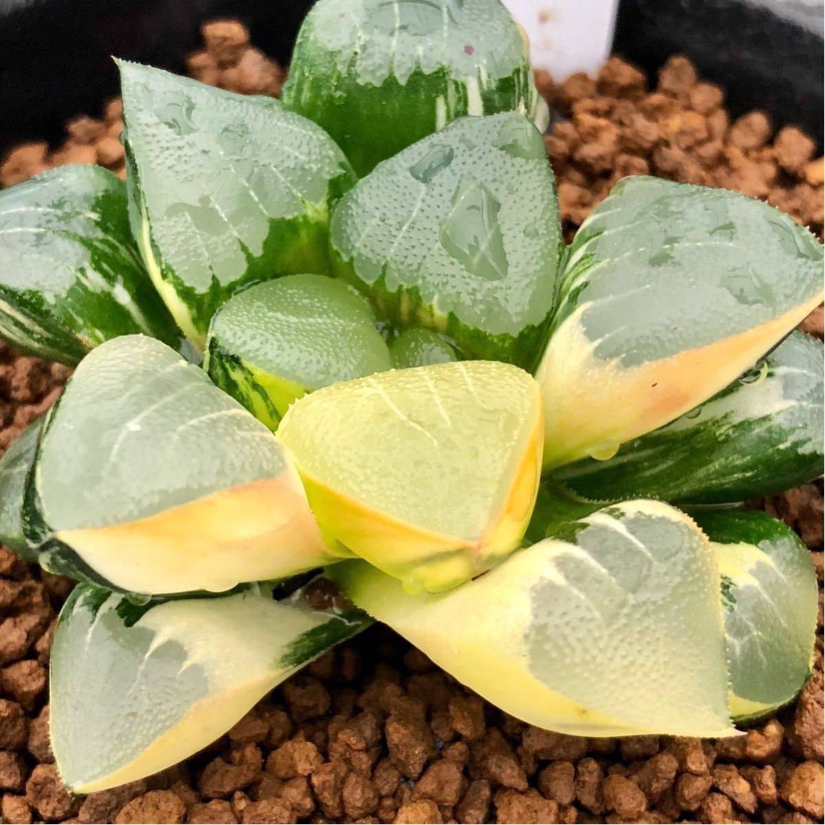 ハオルチア ≧∇≦）多肉植物 多肉植物 コレクタ錦×裏般若 裏窓無し 