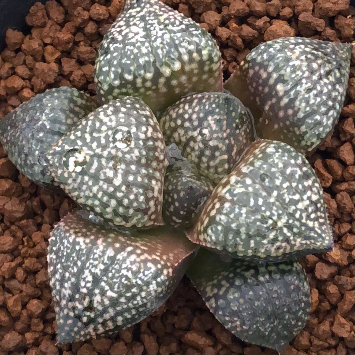 （≧∇≦）多肉植物 ハオルチア ピクタ実生