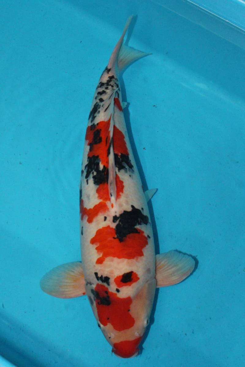 魚類、水生生物) 大正三色 の落札 「大正三色」錦鯉 Yahoo 