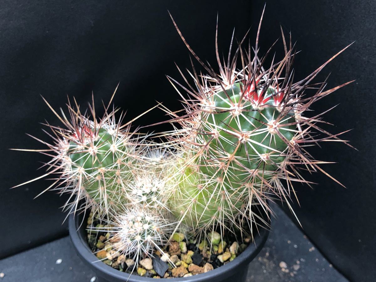 エキノケレウス 実生 リンゼイ群生 サボテン 多肉植物