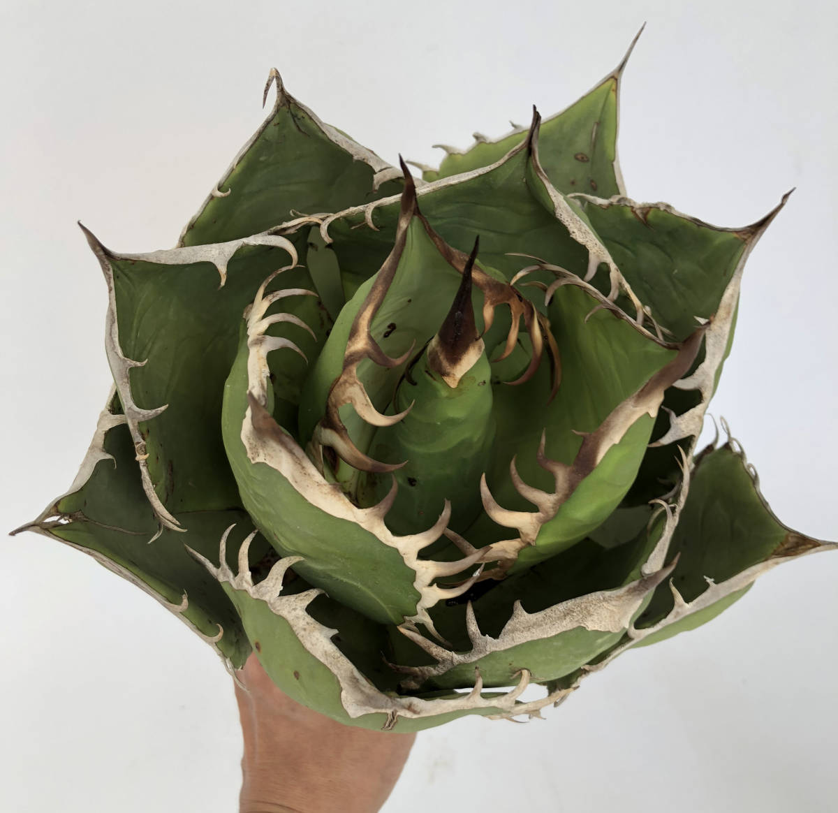 送料無料 Agave 'Blue Glow' アガベ ブルーグロー 第四種 抜き苗 綺麗