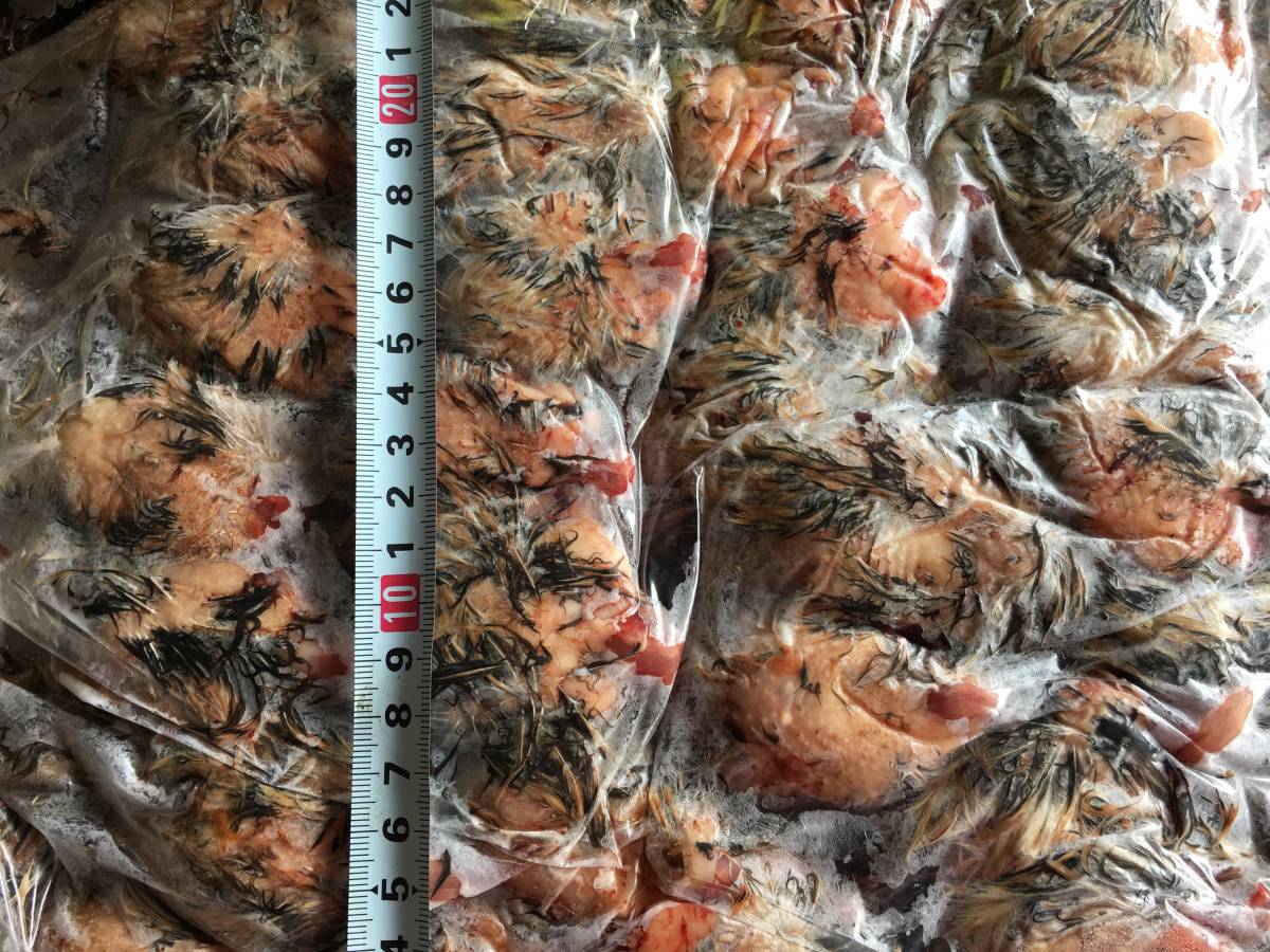 冷凍ウズラ 処理済み 1箱40入り 【公式通販】