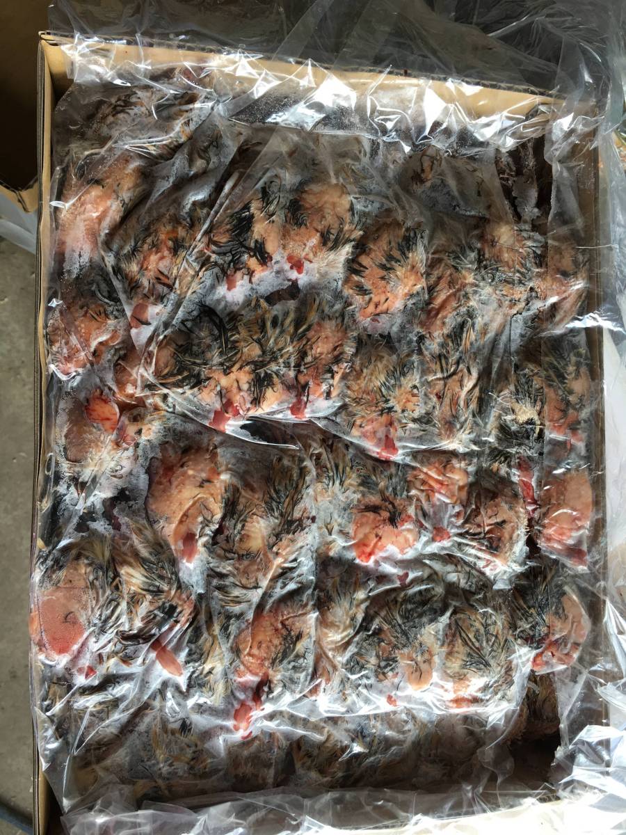 冷凍ウズラ 処理済み 1箱40入り 【公式通販】