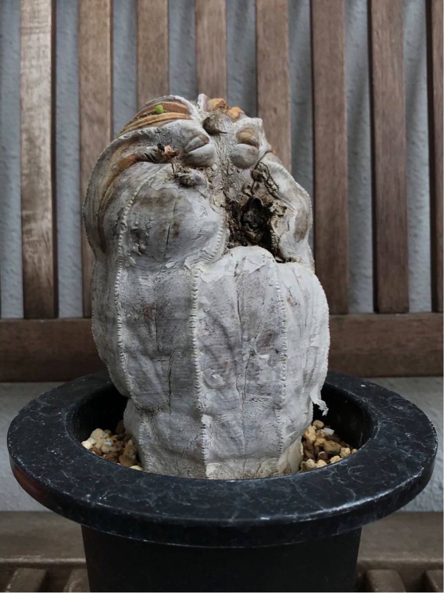 Euphorbia obesa ユーフォルビア オベサ 古木 多肉植物 【公式通販】