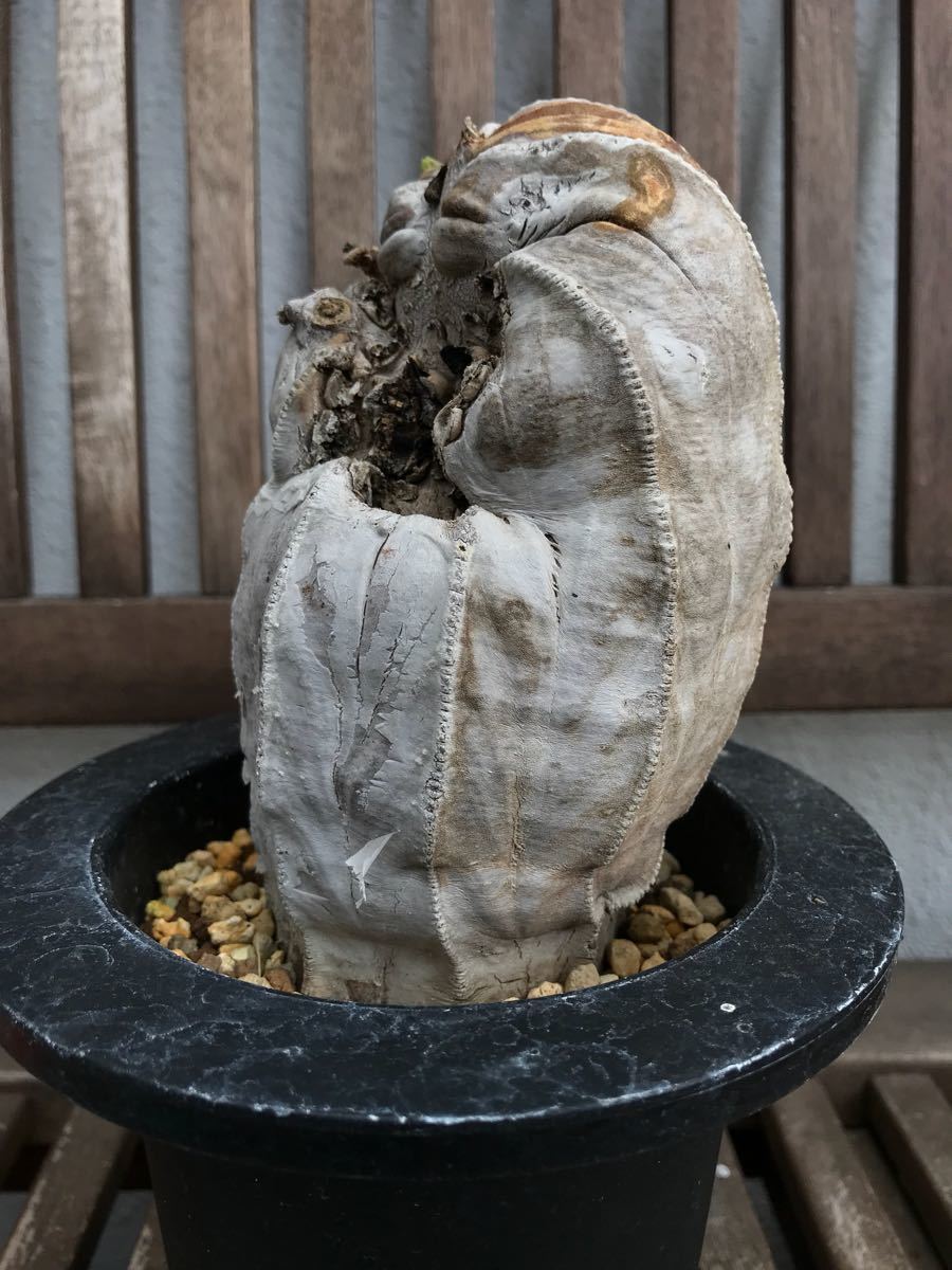 Euphorbia obesa ユーフォルビア オベサ 古木 多肉植物 【公式通販】