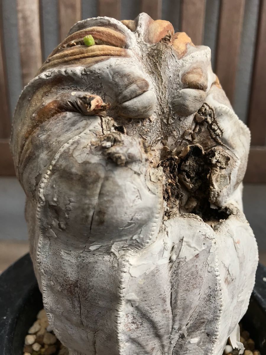 Euphorbia obesa ユーフォルビア オベサ 古木 多肉植物 【公式通販】