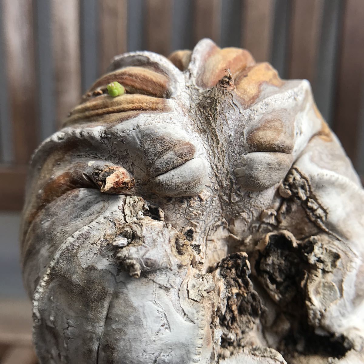 Euphorbia obesa ユーフォルビア オベサ 古木 多肉植物 【公式通販】