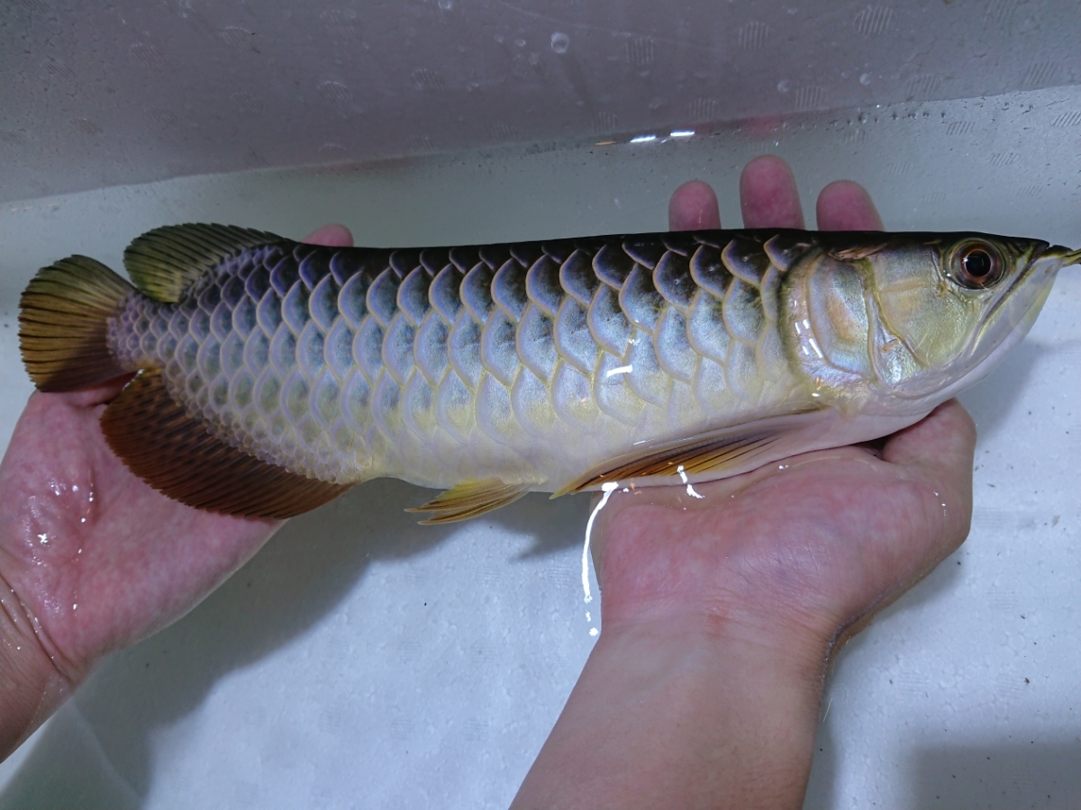 純血統クレン川 TGA FARM CROSSBACK KERIANBLUE ±35㎝ 蒼いメタリックブルー・背鰭基底鱗発色