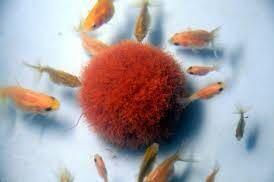 国産 糸ミミズ イトミミズ イトメ 活き餌 400g ②_1