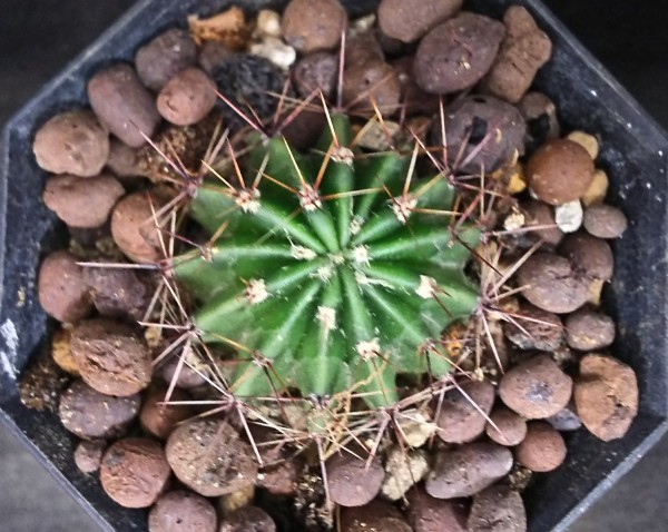 サボテン エキノプシス属 花盛丸 2 5号鉢 サボテン 売買されたオークション情報 Yahooの商品情報をアーカイブ公開 オークファン Aucfan Com サボテン エキノプシス属 花盛丸 2 5号鉢 サボテン 売買されたオークション情報 Yahooの商品情報をアーカイブ公開 オークファン Aucfan Com