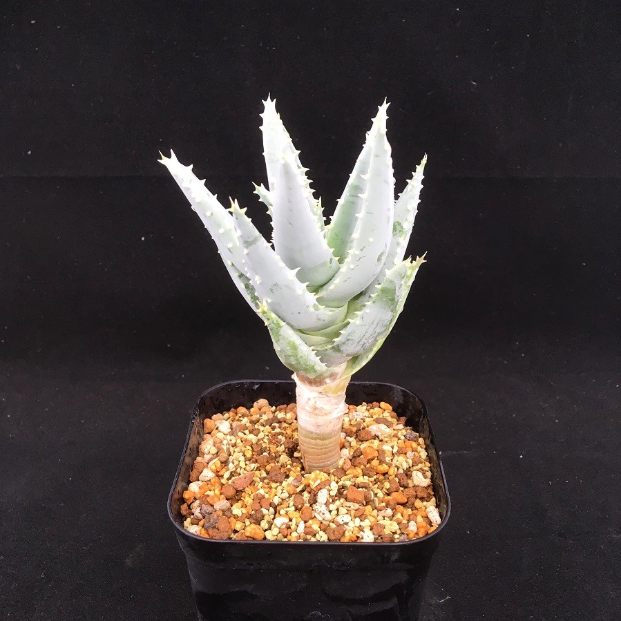 種10粒 Aloe pillansii アロエ ピランシー 【公式通販】