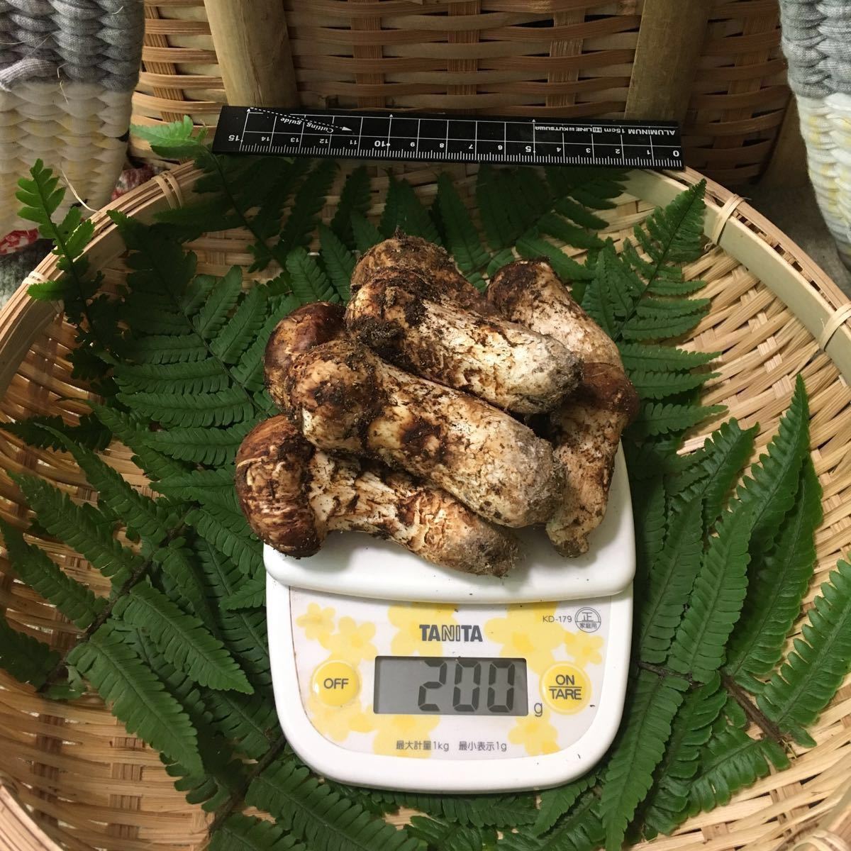 長野県 信州産松茸 200g 国産松茸長野県信州 525㌘￼
