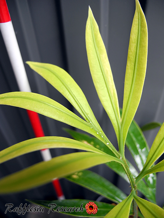 RR_今日のヤシ/Cycas multipinnata/1株/サイカス・ムルチピンナータ