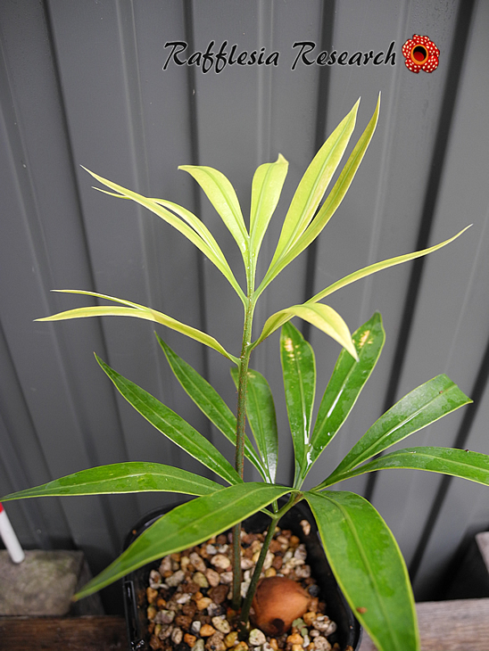 RR_今日のヤシ/Cycas multipinnata/1株/サイカス・ムルチピンナータ