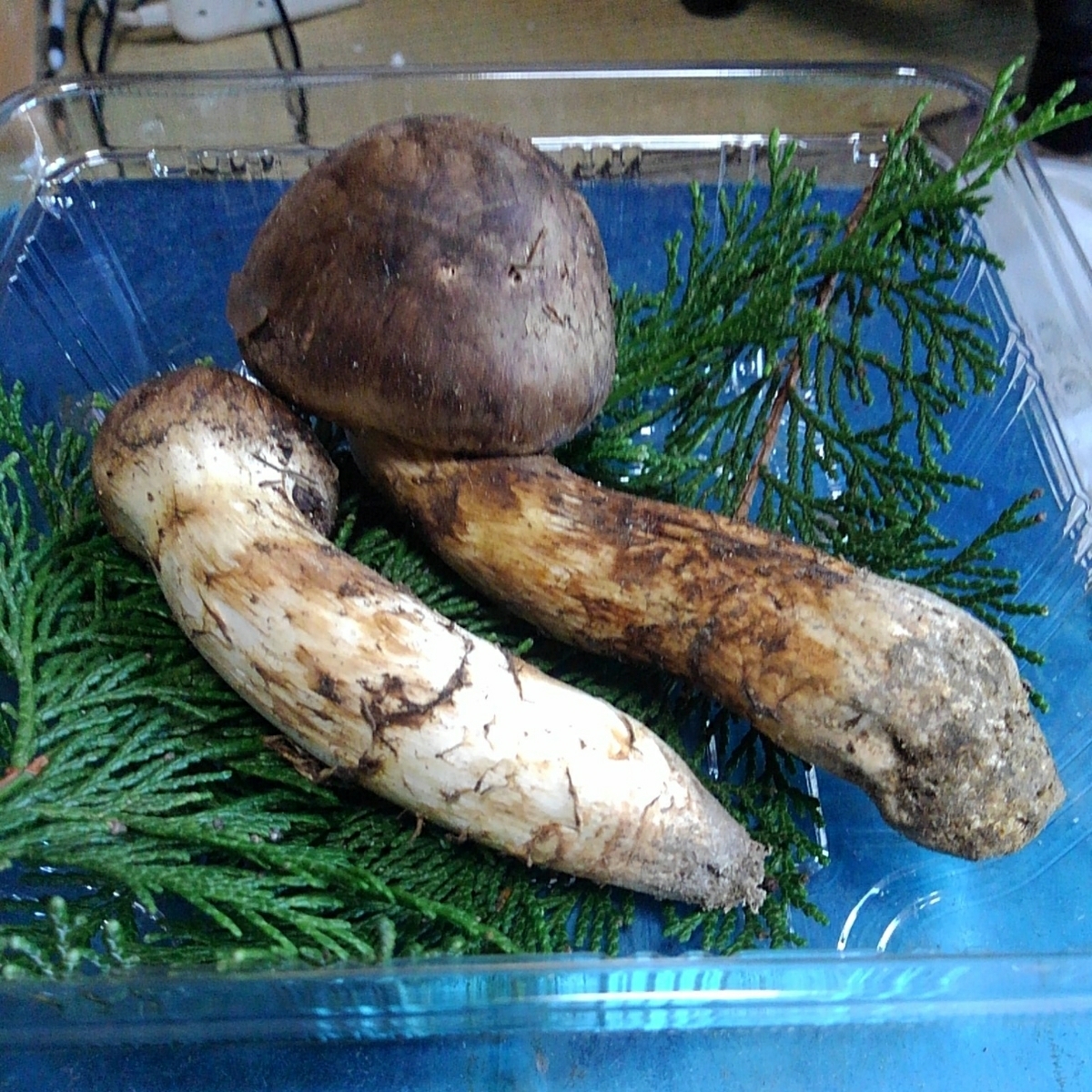 岐阜県産 松茸 110グラム つぼみ 天然キノコ 国産松茸 数も少なくなり 