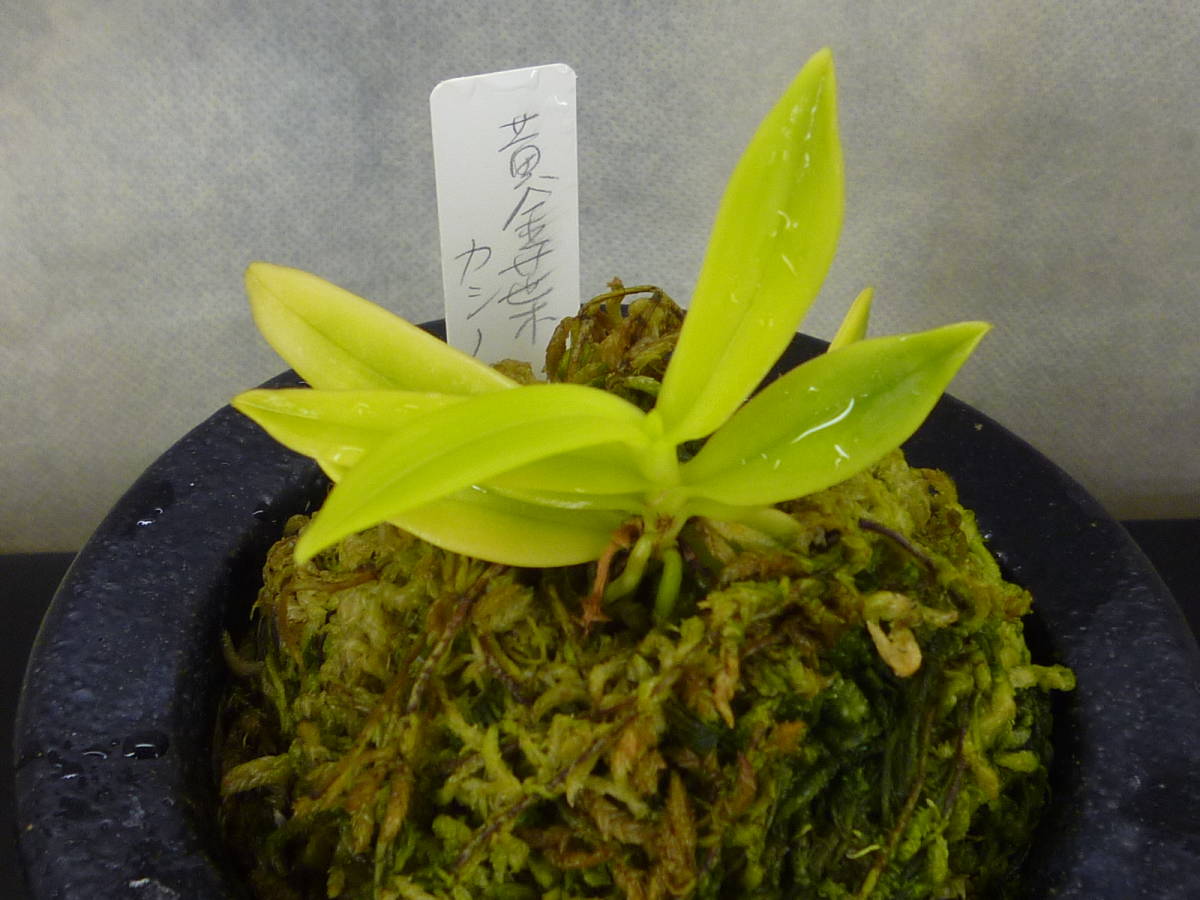 カシノキラン　黄金葉　斑入り　野生蘭　山野草　　鉢植え　野生蘭　