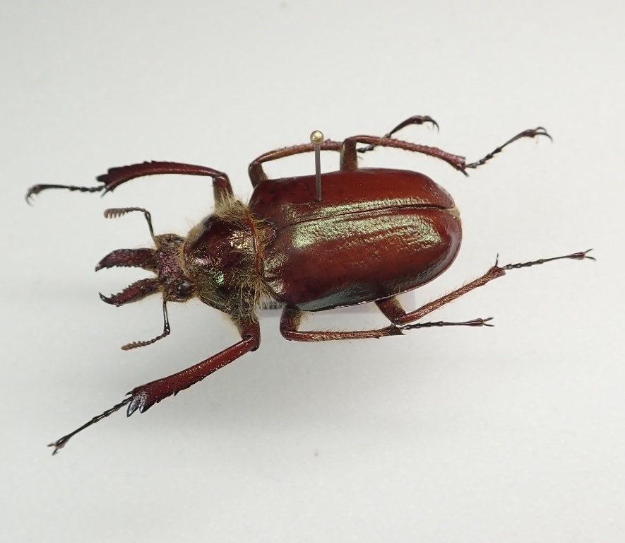 31mmヴィクトリナウグイスコガネ プラチナコガネ 標本 カナブン 101