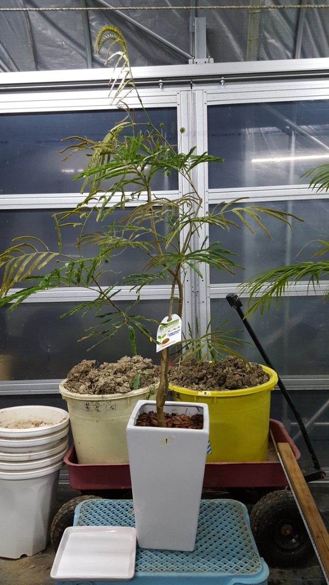 驚きの破格値，2025 観葉植物 エバーフレッシュ 陶器鉢 中1 今だけセール(その他)｜売買されたオークション情報、yahooの商品情報をアーカイブ公開 - オークファン その他