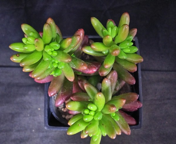 多肉植物 セダム属 虹の玉 A サボテン 売買されたオークション情報 Yahooの商品情報をアーカイブ公開 オークファン Aucfan Com