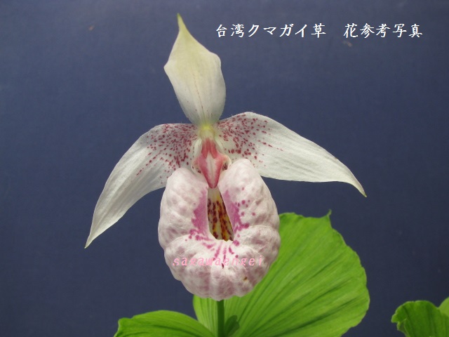 ☆山野草・ラン「タイワンクマガイ草」開花芽2芽株☆No2 タイワン