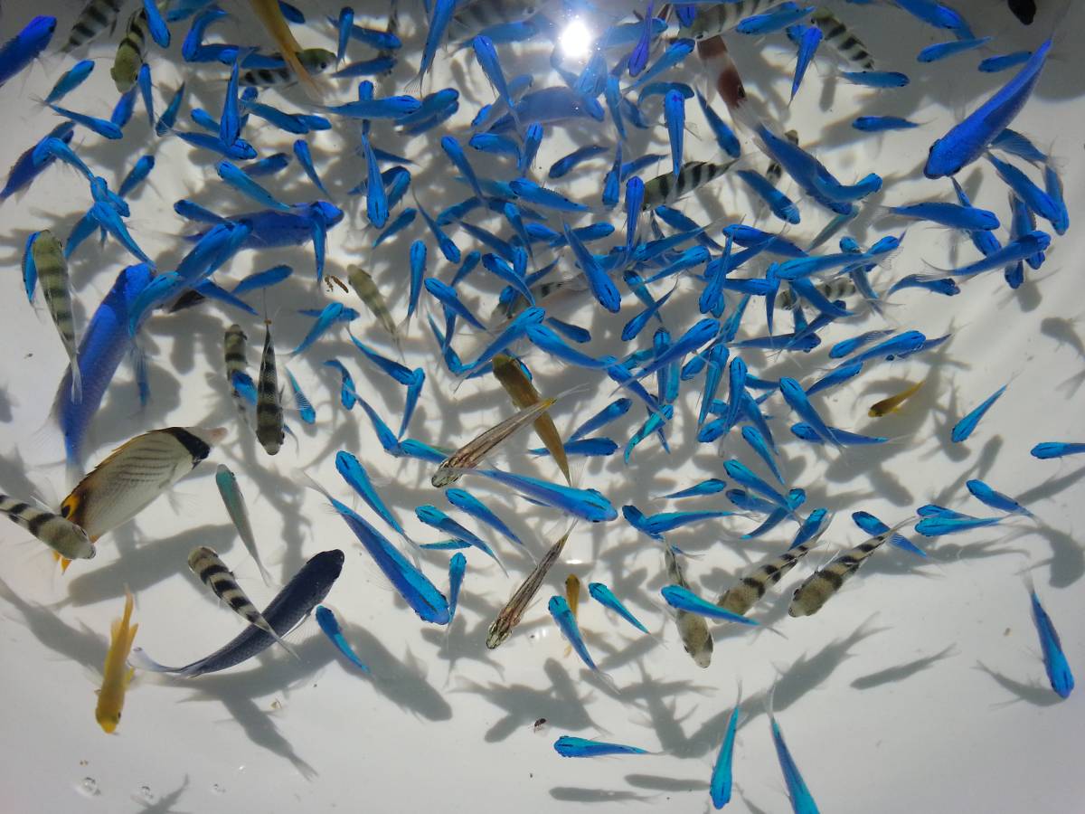 海水魚５０匹以上 超お買得セット☆ 送料込み価格！！　