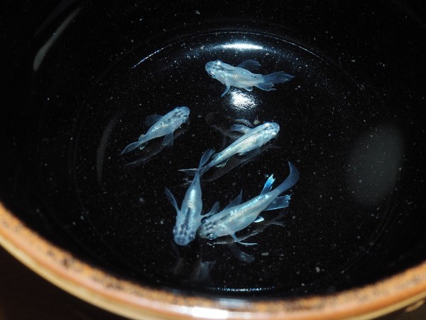 特選★ヒレ長青ミユキダルマ　5匹Sサイズ【酒街めだか】Ⅱ