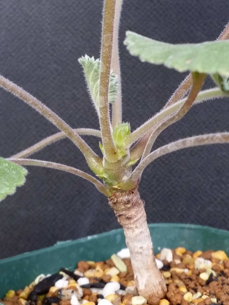 ペラルゴニウム ミラビレ 1 (Pelargonium mirabile) コーデックス