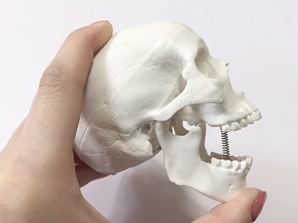 頭蓋骨模型 模型 頭蓋骨 顎 可動 骸骨 ドクロ ガイコツ 髑髏 フィギュア 医療 歯科 頭 手のひらサイズ 検査 測定器 売買されたオークション情報 Yahooの商品情報をアーカイブ公開 オークファン Aucfan Com