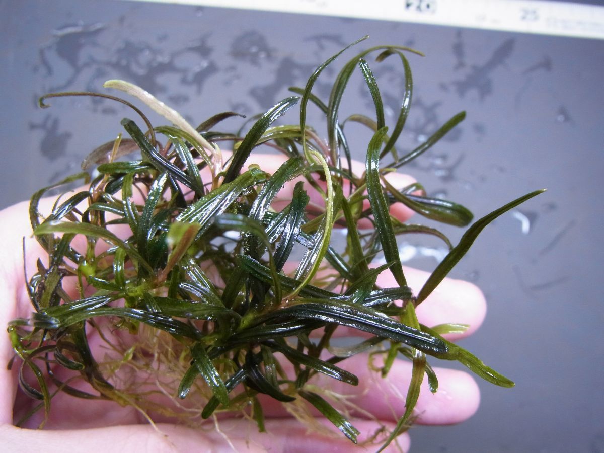 ブセファランドラsp.ナンガピノー スラタンBucephalandra sp. Ng Pinoh
