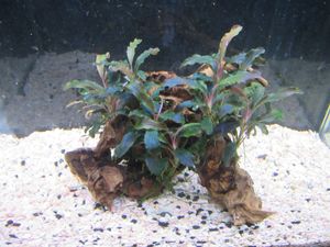 19年01月 ブセファランドラのヤフオク の相場 価格を見る ヤフオク のブセファランドラのオークション売買情報は1 132件が掲載されています