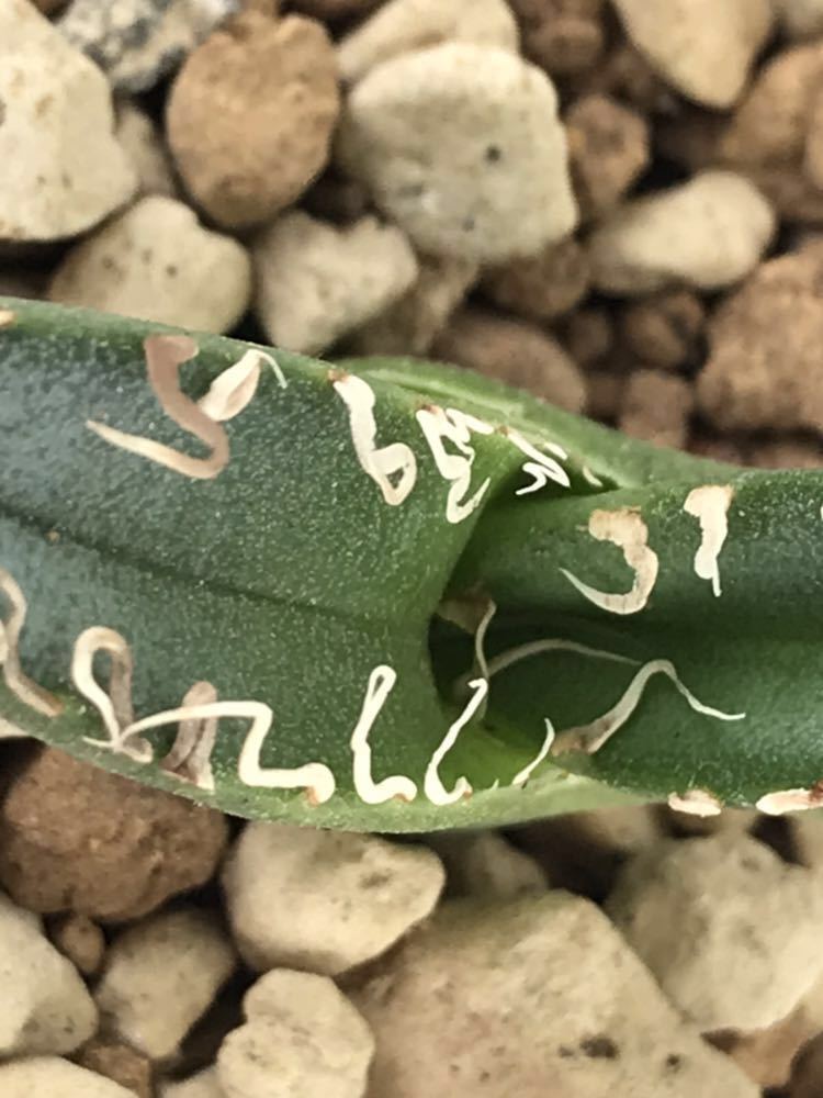アガベ チタノタ ☆ Agave titanota FO-076 PUP 特選