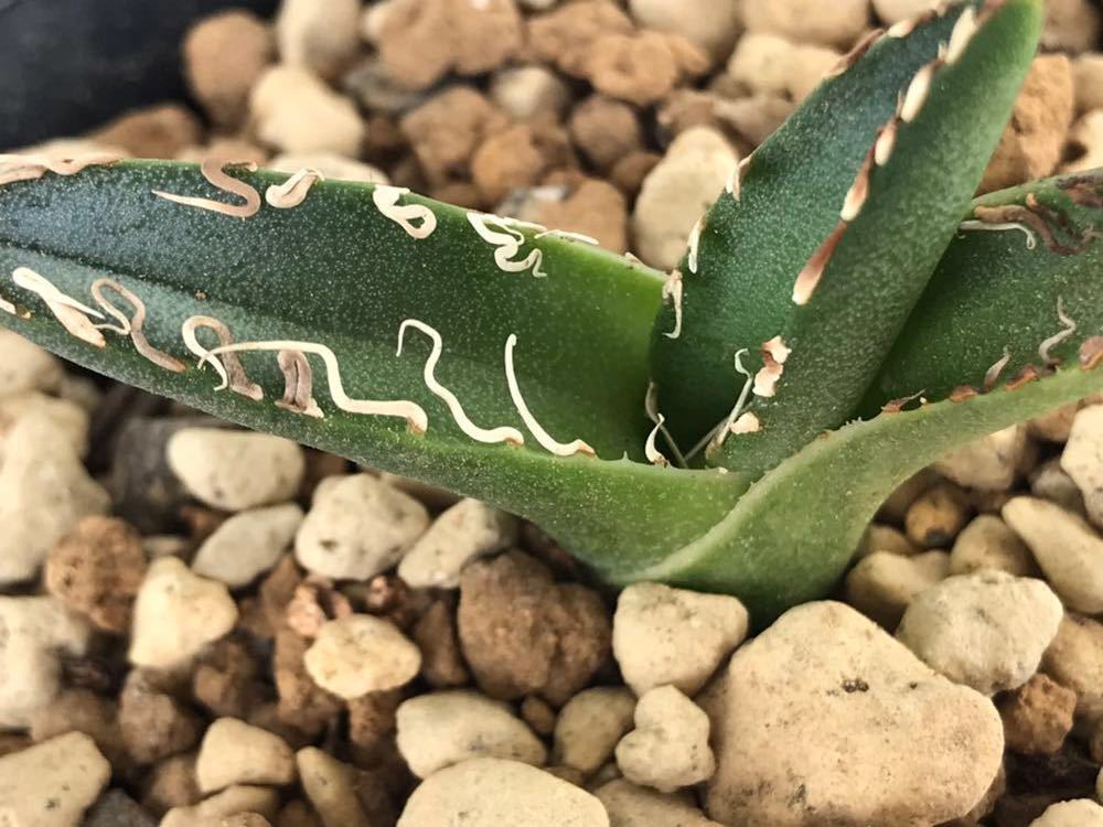 アガベ チタノタ ☆ Agave titanota FO-076 PUP 特選