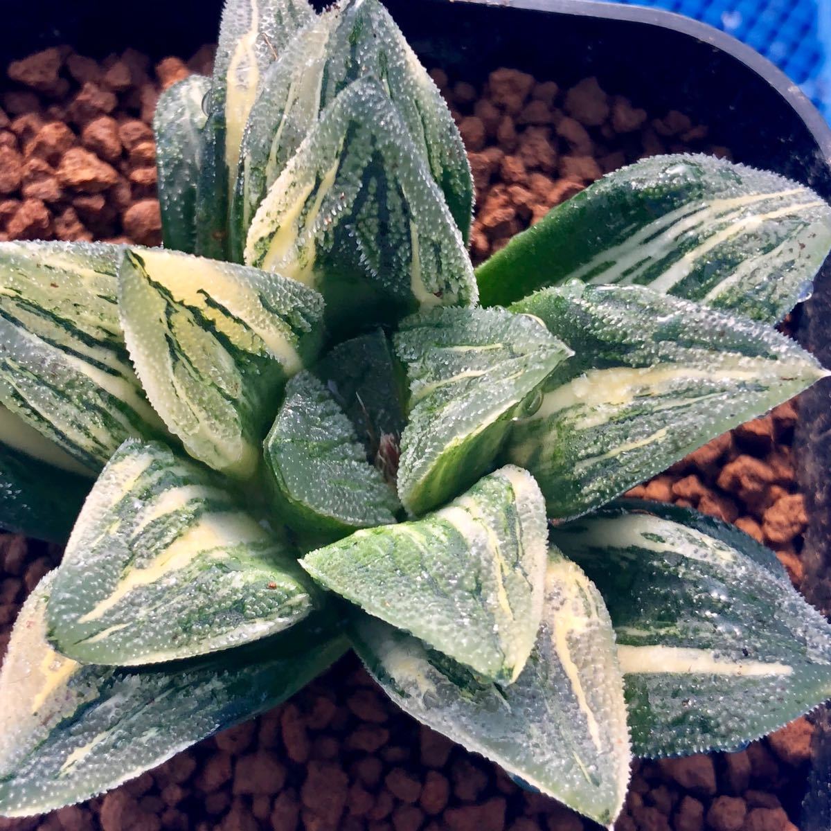 ハオルチア タイガーピグ 多肉植物 大型万象錦 極上斑 万象 万象錦
