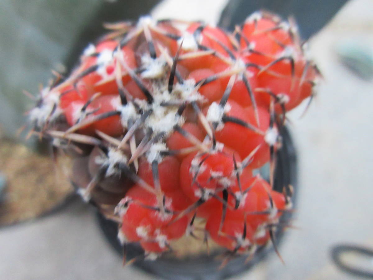 サボテン　多肉植物　快竜丸　2本　②