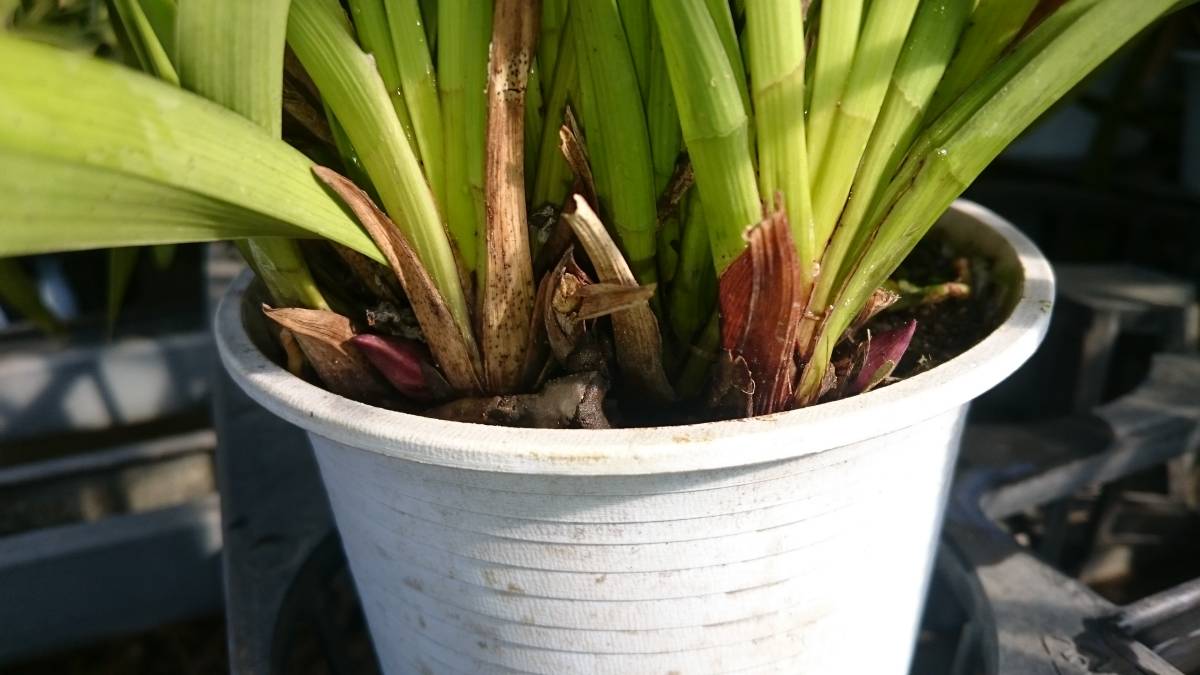 キンリョウヘン 金稜辺 日本蜜蜂 養蜂 花芽5本 キンリョウヘン(金稜辺)2鉢