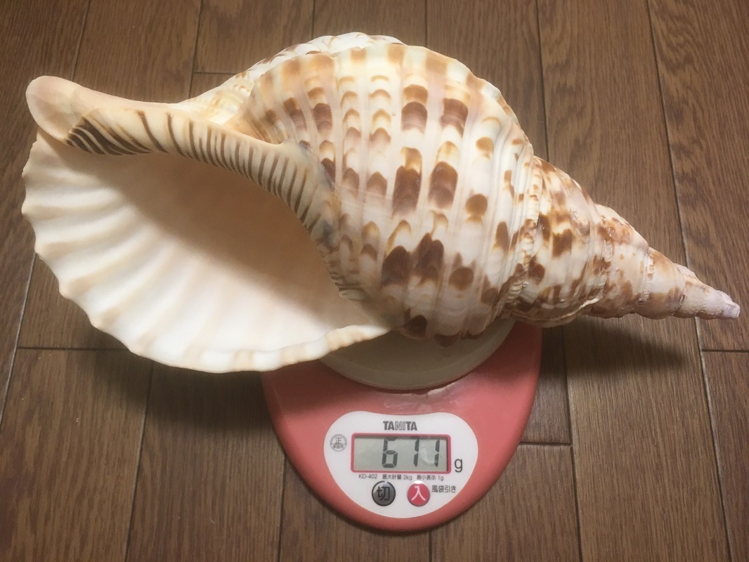 ほら貝 法螺貝 ホラ貝 ほらがい 自然物 約33cm 約611g ホラガイ