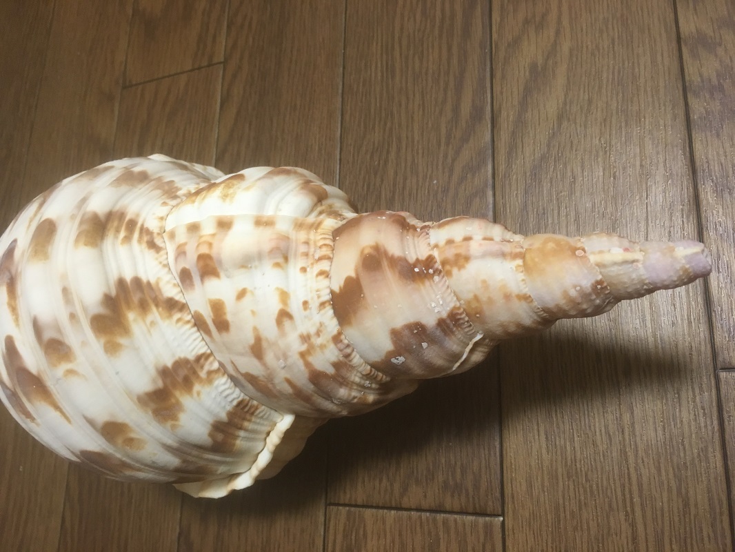 ほら貝 法螺貝 ホラ貝 ほらがい 自然物 約33cm 約611g ホラガイ