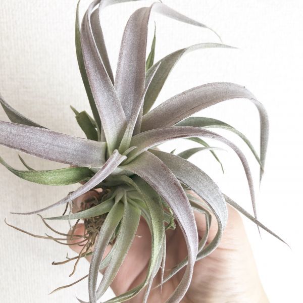 品質保証，正規保証 A368 新年大特価1円 チアペンスス ジャイアント Tillandsia エアプランツ エアープランツ ティランジア チランジア(アナナス)｜売買されたオークション情報、yahooの商品情報をアーカイブ公開 - アナナス
