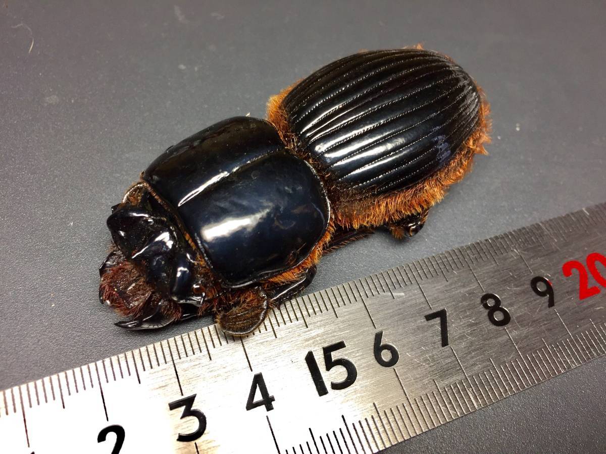 標本 80mm ゴーリーオバケクロツヤムシ Proculus goryi グアテマラ