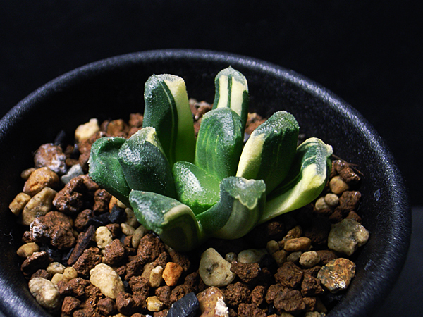 【多肉植物】ハオルチア 万象交配錦 極上斑 / Haworthia maughanii hyb. variegata