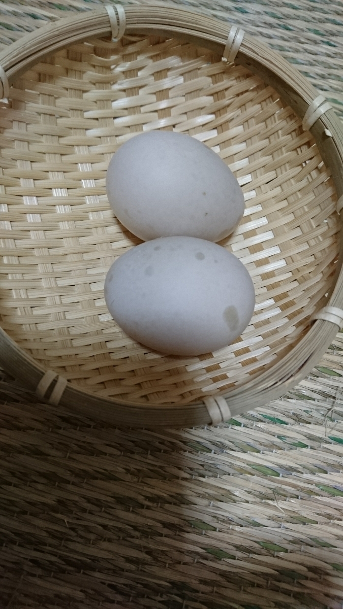 コールダック有精卵 2個セット