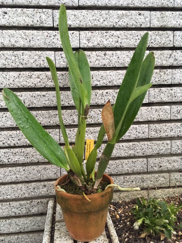 洋蘭原種 カトレア C mendelii flamea K.T.S.原種カトレアフォーラム