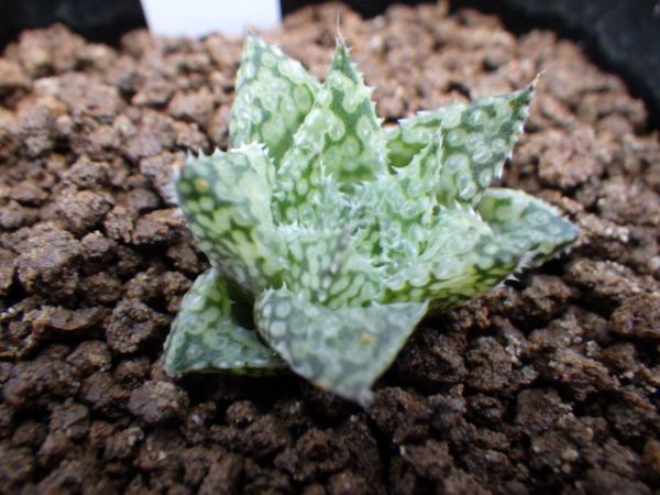 □ルプラ ニシフォーム 星の王子 【多肉植物 ハオルチア ハオルシア
