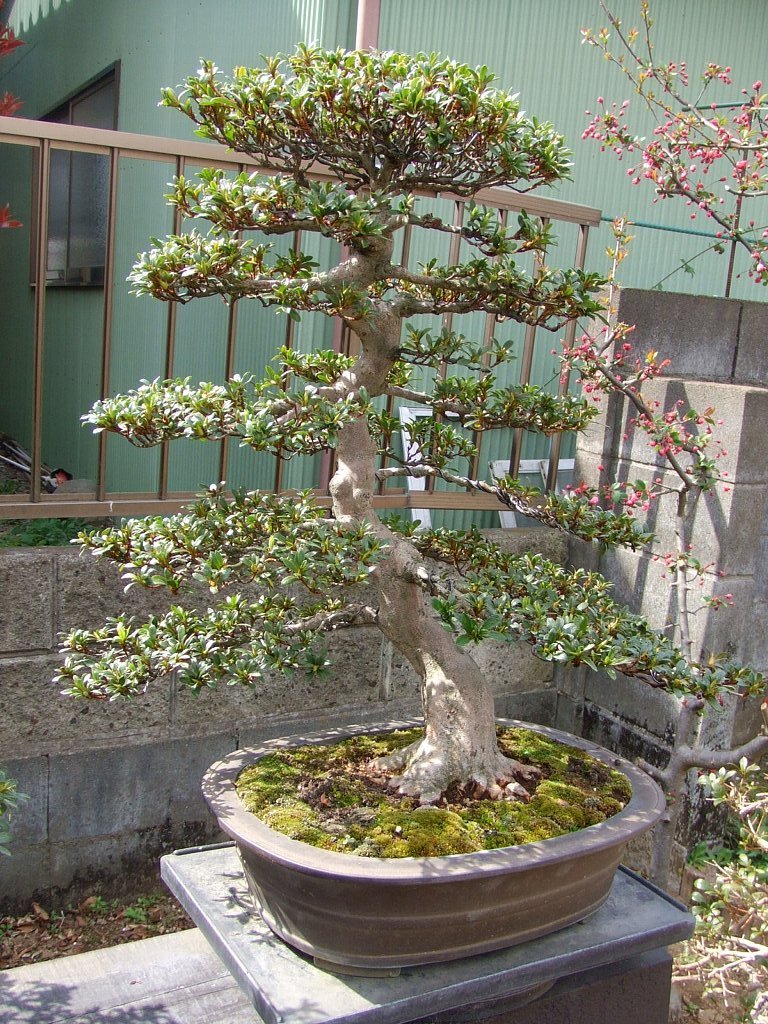真柏懸崖 ☆ ジンが素晴らしく、幹模様も面白い ☆ ミニ盆栽 】 【公式