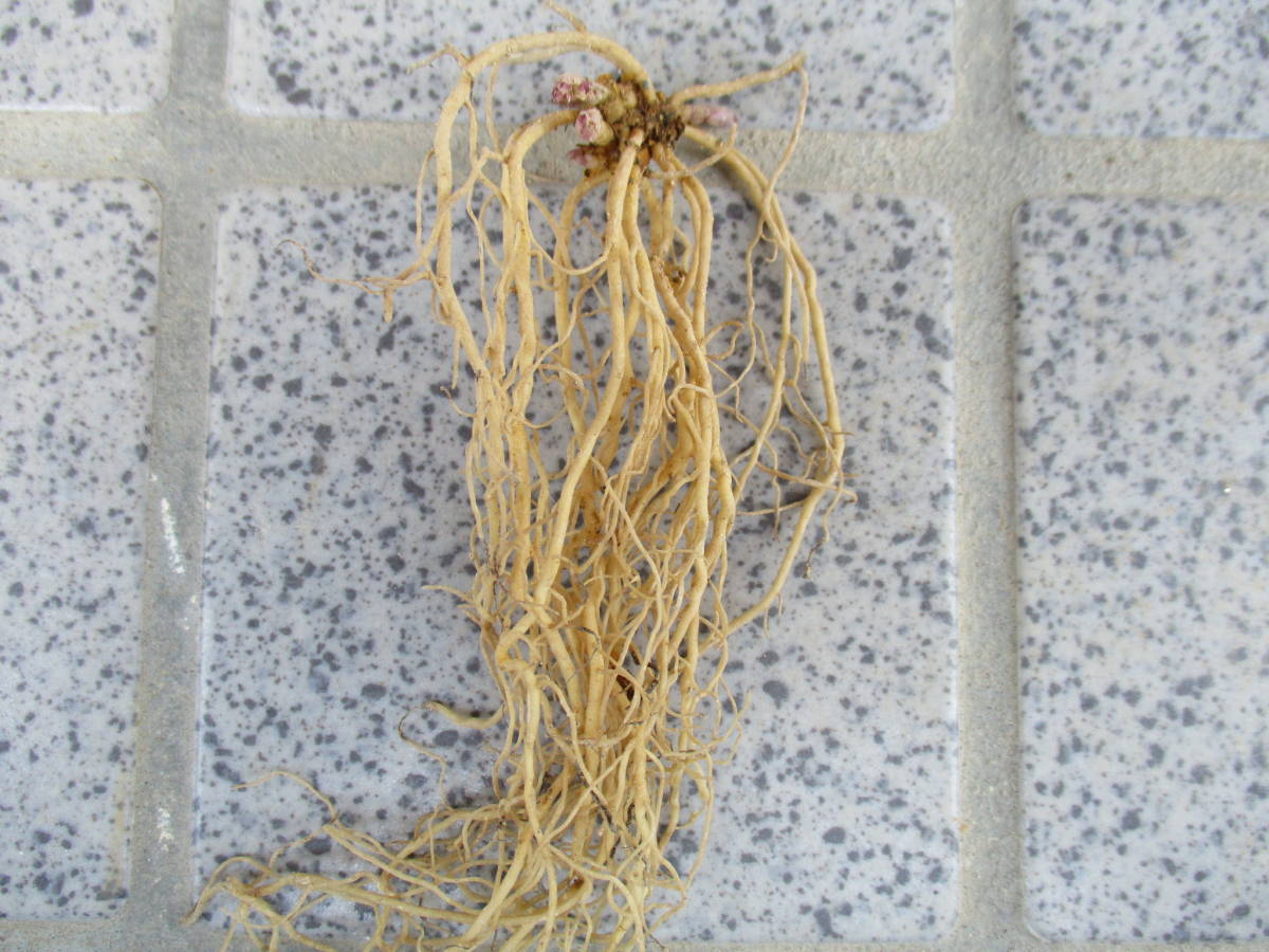 斑入り山野草　ヒトリシズカ　金屏風①（最終）