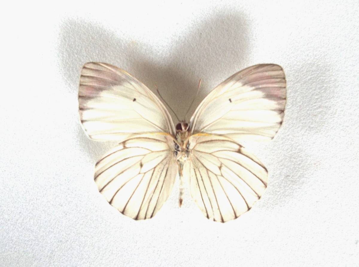 蝶標本 シロチョウ科セット４ イオネツマアカシロチョウ レギナツマアカシロチョウ その他 売買されたオークション情報 Yahooの商品情報をアーカイブ公開 オークファン Aucfan Com