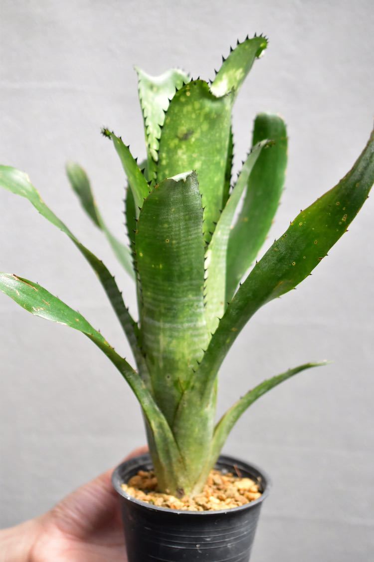 Billbergia Kahakai ビルベルギア カハカイ ブロメリア（sanderiana x