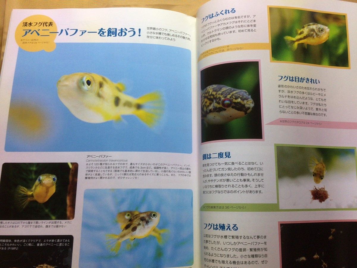 アクアライフ 14年 特集 ふぐの飼い方 繁殖レポート アベニーパファー ミドリフグ いろいろなカクレクマノミ グラスハチェット飼育 観賞魚 売買されたオークション情報 Yahooの商品情報をアーカイブ公開 オークファン Aucfan Com