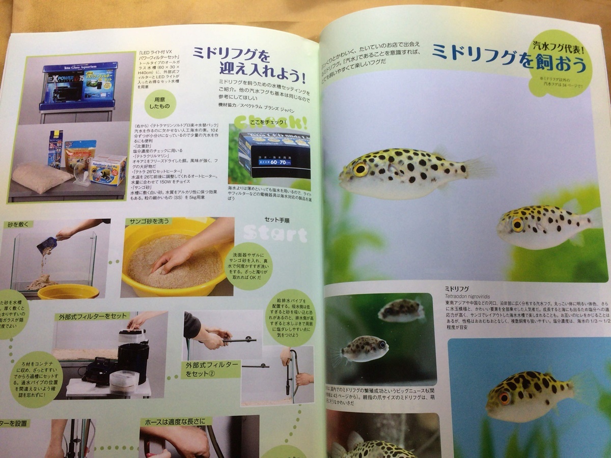 アクアライフ 14年 特集 ふぐの飼い方 繁殖レポート アベニーパファー ミドリフグ いろいろなカクレクマノミ グラスハチェット飼育 観賞魚 売買されたオークション情報 Yahooの商品情報をアーカイブ公開 オークファン Aucfan Com