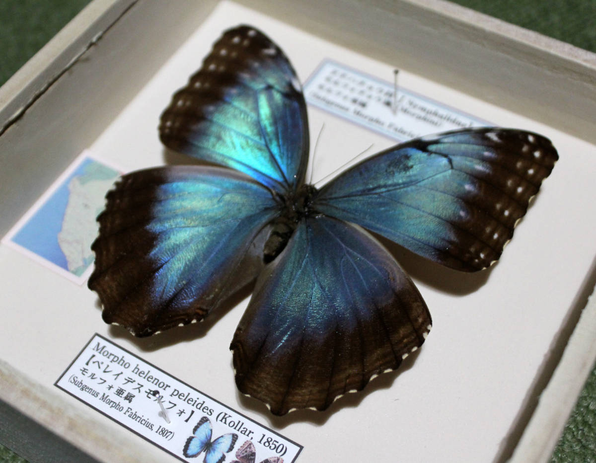 蝶標本 ペレイデスモルフォチョウ 科学 自然 売買されたオークション情報 Yahooの商品情報をアーカイブ公開 オークファン Aucfan Com